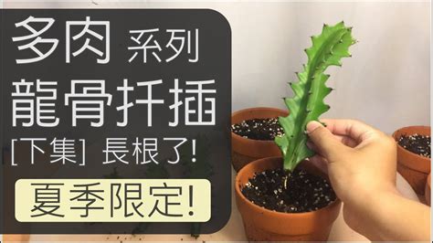 植物龍骨 杯子碎了